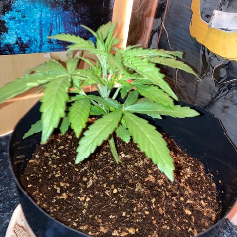 Chocolate skunk auto  growlog photo:  Much more growth today, stem thickened right up and a lot more shoots and stems still got the curling leaf problem gonna look into it now
