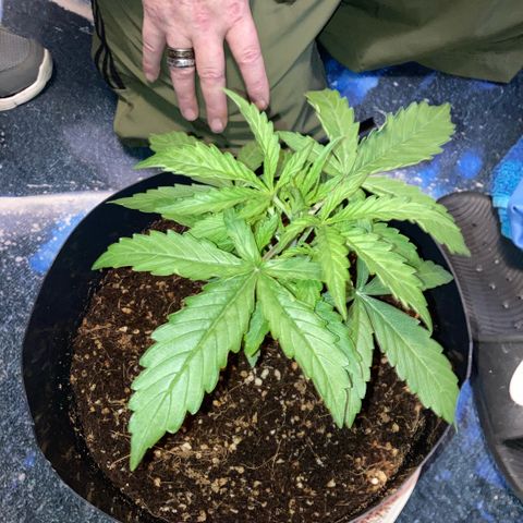 Chocolate skunk auto  growlog photo:  Much more growth today, stem thickened right up and a lot more shoots and stems still got the curling leaf problem gonna look into it now