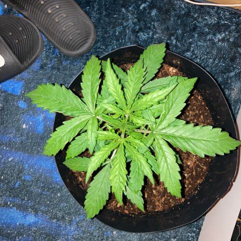 Chocolate skunk auto  growlog photo:  Much more growth today, stem thickened right up and a lot more shoots and stems still got the curling leaf problem gonna look into it now