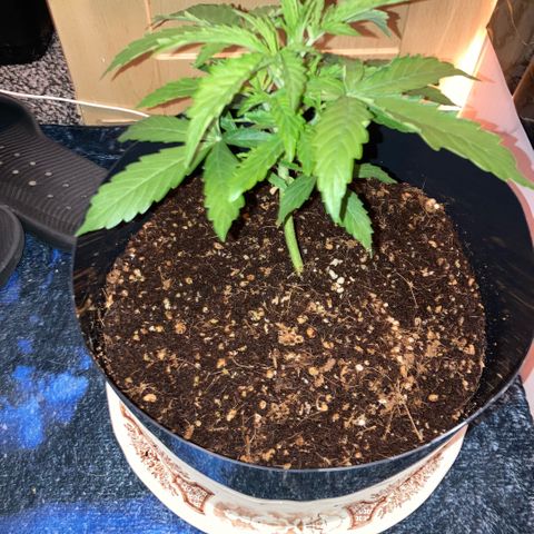 Chocolate skunk auto  growlog photo:  Much more growth today, stem thickened right up and a lot more shoots and stems still got the curling leaf problem gonna look into it now