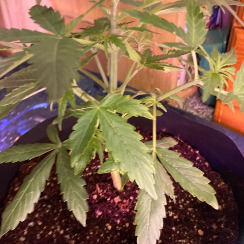 Chocolate skunk auto  growlog timeline photo