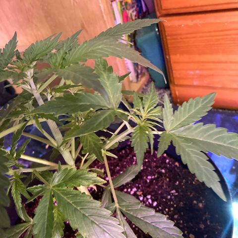 Chocolate skunk auto  growlog timeline photo