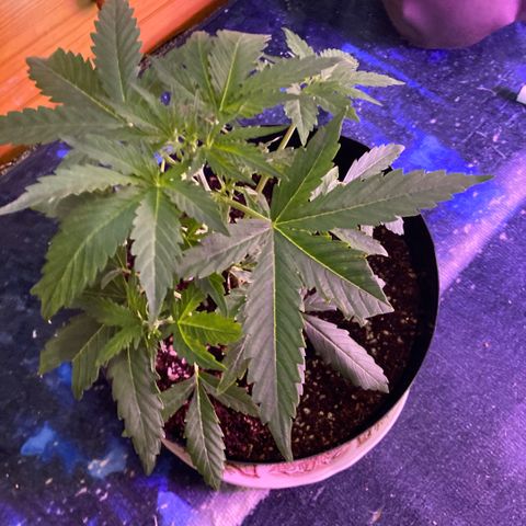 Chocolate skunk auto  growlog timeline photo