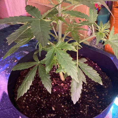 Chocolate skunk auto  growlog timeline photo