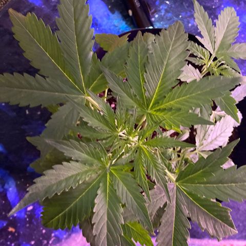 Chocolate skunk auto  growlog timeline photo