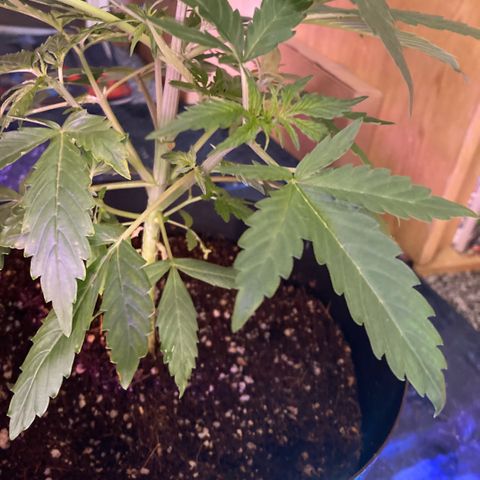 Chocolate skunk auto  growlog timeline photo