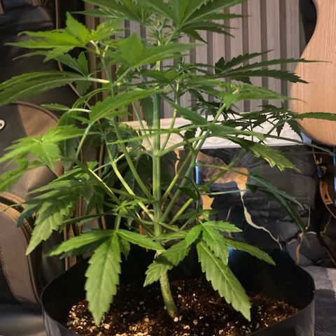 Chocolate skunk auto  growlog photo:  First signs of flower in are just coming in. I think it has been 31 days she’s an auto flower so should be in flower  stage right about now. 
