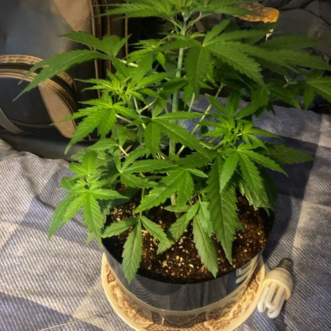 Chocolate skunk auto  growlog photo:  First signs of flower in are just coming in. I think it has been 31 days she’s an auto flower so should be in flower  stage right about now. 