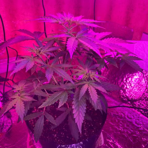 Chocolate skunk auto  growlog photo:  First signs of flower in are just coming in. I think it has been 31 days she’s an auto flower so should be in flower  stage right about now. 