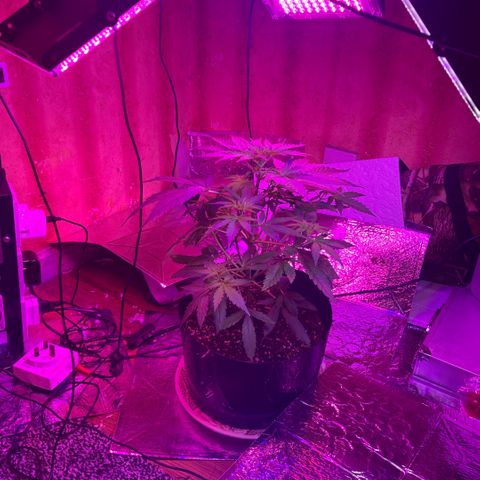 Chocolate skunk auto  growlog photo:  First signs of flower in are just coming in. I think it has been 31 days she’s an auto flower so should be in flower  stage right about now. 