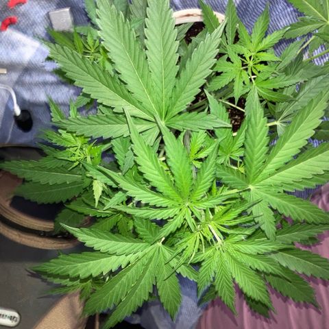 Chocolate skunk auto  growlog photo: Bud sites forming plant seems happy healthy and on time going to feed a full strength and that will do it but I’m gonna do that tomorrow or the next day. It’s still a bit damp but I would like the temperature and go up a little bit luckily the weather is improving and temperature is going up a little bit.