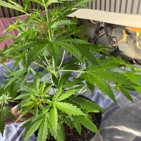Chocolate skunk auto  growlog photo: Bud sites forming plant seems happy healthy and on time going to feed a full strength and that will do it but I’m gonna do that tomorrow or the next day. It’s still a bit damp but I would like the temperature and go up a little bit luckily the weather is improving and temperature is going up a little bit.