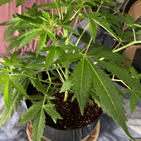 Chocolate skunk auto  growlog photo: Bud sites forming plant seems happy healthy and on time going to feed a full strength and that will do it but I’m gonna do that tomorrow or the next day. It’s still a bit damp but I would like the temperature and go up a little bit luckily the weather is improving and temperature is going up a little bit.