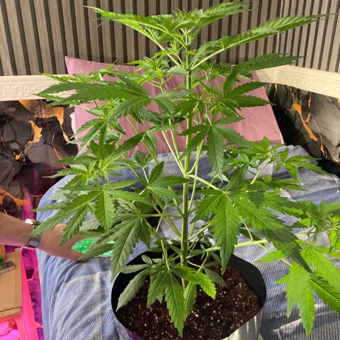 Chocolate skunk auto  growlog photo:  Plants in our stretch Mode running out of room bit of LST may sort the problem still looking for drinking well waiting for the next stage of us bud fattening up