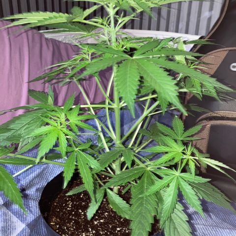 Chocolate skunk auto  growlog photo:  Plants in our stretch Mode running out of room bit of LST may sort the problem still looking for drinking well waiting for the next stage of us bud fattening up
