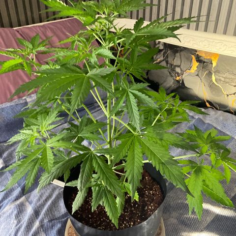 Chocolate skunk auto  growlog photo:  Plants in our stretch Mode running out of room bit of LST may sort the problem still looking for drinking well waiting for the next stage of us bud fattening up