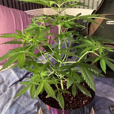 Chocolate skunk auto  growlog timeline photo