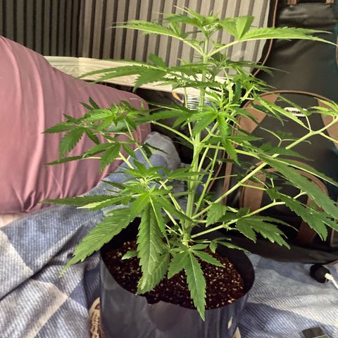 Chocolate skunk auto  growlog timeline photo