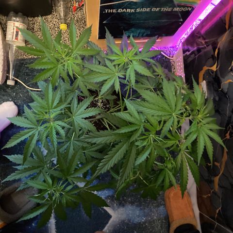 Chocolate skunk auto  growlog timeline photo