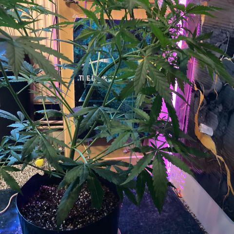Chocolate skunk auto  growlog timeline photo