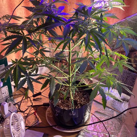 Chocolate skunk auto  growlog photo:  She’s in Flower having problems with height and space also temperature a bit low and she slowed down done a bit of low stress training recover