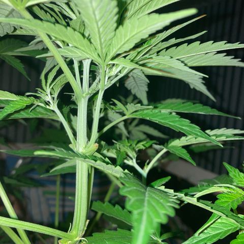 Chocolate skunk auto  growlog photo:  She’s in Flower having problems with height and space also temperature a bit low and she slowed down done a bit of low stress training recover