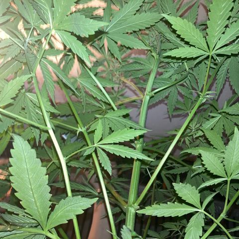 Chocolate skunk auto  growlog photo:  She’s in Flower having problems with height and space also temperature a bit low and she slowed down done a bit of low stress training recover