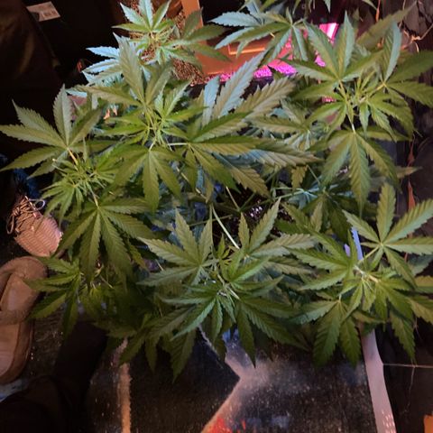 Chocolate skunk auto  growlog photo:  She’s in Flower having problems with height and space also temperature a bit low and she slowed down done a bit of low stress training recover