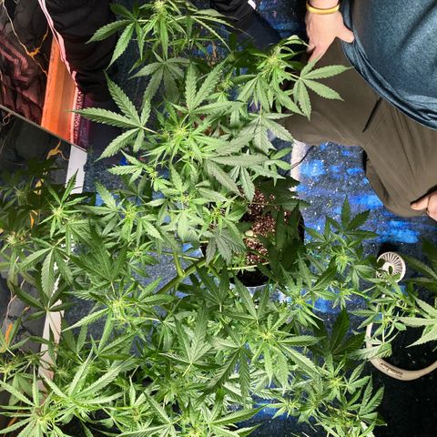 Chocolate skunk auto  growlog photo:  Had some problems with height had to do LST buds are getting bigger By the day