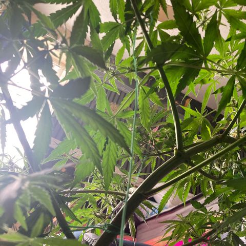 Chocolate skunk auto  growlog photo:  Had some problems with height had to do LST buds are getting bigger By the day