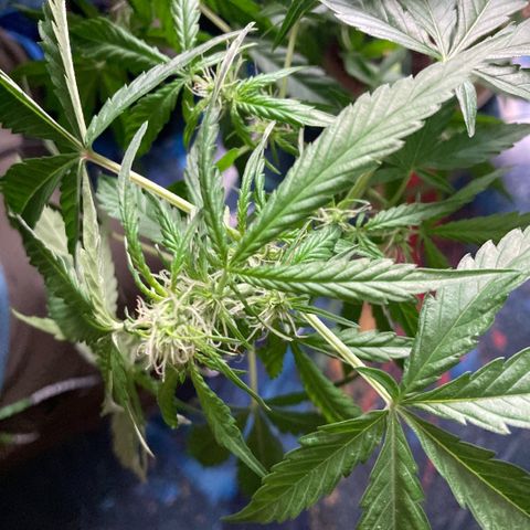 Chocolate skunk auto  growlog photo:  Had some problems with height had to do LST buds are getting bigger By the day