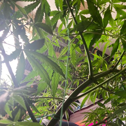 Chocolate skunk auto  growlog photo:  Had some problems with height had to do LST buds are getting bigger By the day