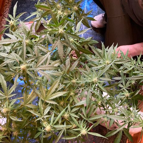 Chocolate skunk auto  growlog timeline photo