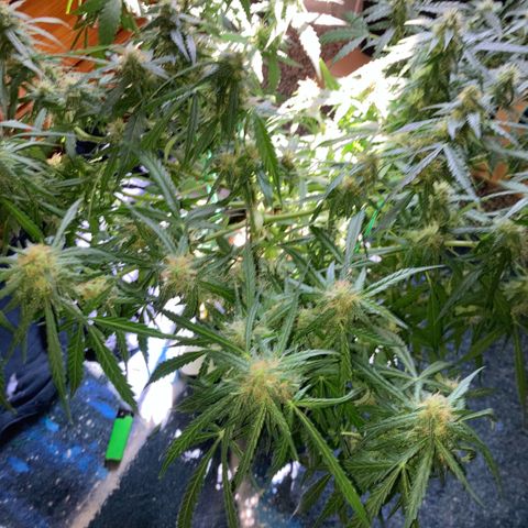 Chocolate skunk auto  growlog photo:  But are getting fatter, but taking longer looking healthy problem with height light but looking healthy and go enjoy what others have experience doing good hoping to get some decent harvest
