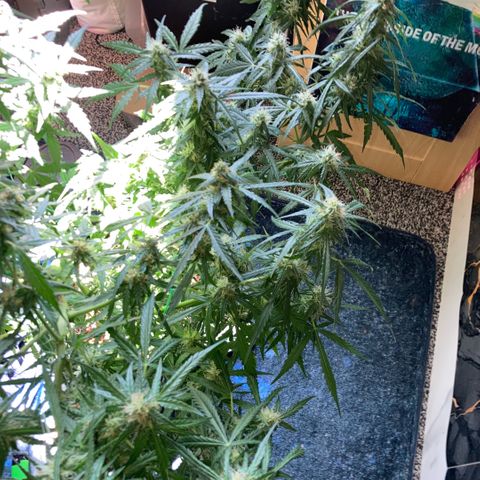 Chocolate skunk auto  growlog photo:  But are getting fatter, but taking longer looking healthy problem with height light but looking healthy and go enjoy what others have experience doing good hoping to get some decent harvest