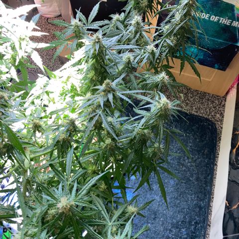 Chocolate skunk auto  growlog photo:  But are getting fatter, but taking longer looking healthy problem with height light but looking healthy and go enjoy what others have experience doing good hoping to get some decent harvest