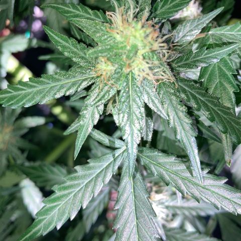 Chocolate skunk auto  growlog photo:  But are getting fatter, but taking longer looking healthy problem with height light but looking healthy and go enjoy what others have experience doing good hoping to get some decent harvest