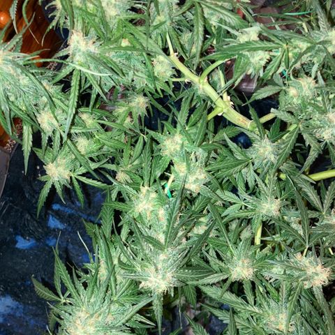 Chocolate skunk auto  growlog photo:  Seems to be gone for a fattening up stage just Worster is more smell coming from it every day. Vibe got women and his patient every day from now is a stage where we’ve never got to before the the parts Flowers and got massive for a multi flower which should’ve been done to say 67 days now and then we find out you can get a seed which takes a lot longer and grown the right way can turn out like what this is going like not long to completion learn a lot from this plant coming up to the final finish and if it goes how it has done or we do what we have been doing and it will produce primo harvest