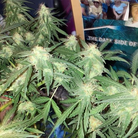 Chocolate skunk auto  growlog photo:  Seems to be gone for a fattening up stage just Worster is more smell coming from it every day. Vibe got women and his patient every day from now is a stage where we’ve never got to before the the parts Flowers and got massive for a multi flower which should’ve been done to say 67 days now and then we find out you can get a seed which takes a lot longer and grown the right way can turn out like what this is going like not long to completion learn a lot from this plant coming up to the final finish and if it goes how it has done or we do what we have been doing and it will produce primo harvest