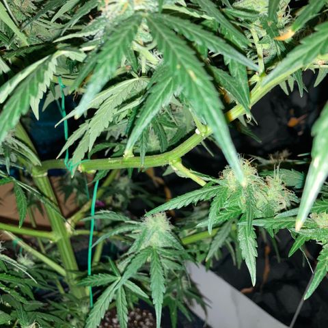 Chocolate skunk auto  growlog photo:  Seems to be gone for a fattening up stage just Worster is more smell coming from it every day. Vibe got women and his patient every day from now is a stage where we’ve never got to before the the parts Flowers and got massive for a multi flower which should’ve been done to say 67 days now and then we find out you can get a seed which takes a lot longer and grown the right way can turn out like what this is going like not long to completion learn a lot from this plant coming up to the final finish and if it goes how it has done or we do what we have been doing and it will produce primo harvest