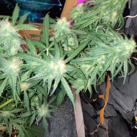 Chocolate skunk auto  growlog photo:  Seems to be gone for a fattening up stage just Worster is more smell coming from it every day. Vibe got women and his patient every day from now is a stage where we’ve never got to before the the parts Flowers and got massive for a multi flower which should’ve been done to say 67 days now and then we find out you can get a seed which takes a lot longer and grown the right way can turn out like what this is going like not long to completion learn a lot from this plant coming up to the final finish and if it goes how it has done or we do what we have been doing and it will produce primo harvest