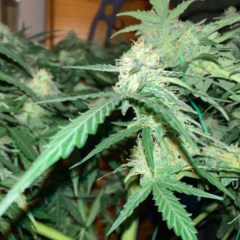 Chocolate skunk auto  growlog photo:  Seems to be gone for a fattening up stage just Worster is more smell coming from it every day. Vibe got women and his patient every day from now is a stage where we’ve never got to before the the parts Flowers and got massive for a multi flower which should’ve been done to say 67 days now and then we find out you can get a seed which takes a lot longer and grown the right way can turn out like what this is going like not long to completion learn a lot from this plant coming up to the final finish and if it goes how it has done or we do what we have been doing and it will produce primo harvest