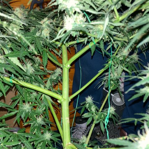 Chocolate skunk auto  growlog photo:  Seems to be gone for a fattening up stage just Worster is more smell coming from it every day. Vibe got women and his patient every day from now is a stage where we’ve never got to before the the parts Flowers and got massive for a multi flower which should’ve been done to say 67 days now and then we find out you can get a seed which takes a lot longer and grown the right way can turn out like what this is going like not long to completion learn a lot from this plant coming up to the final finish and if it goes how it has done or we do what we have been doing and it will produce primo harvest