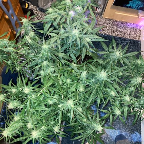 Chocolate skunk auto  growlog timeline photo