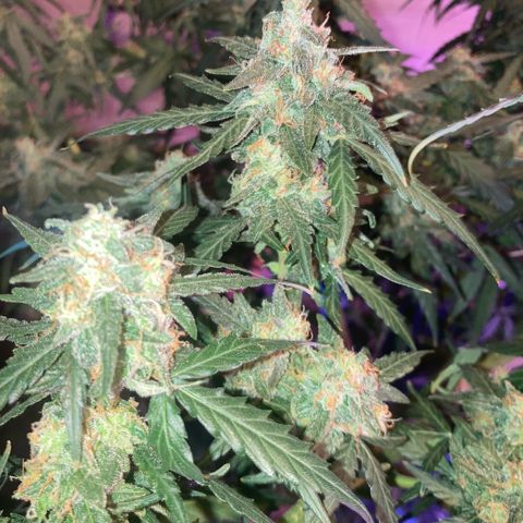 Chocolate skunk auto  growlog photo:  Starting to flush for the Next 10 days, MAx And then his harvest time