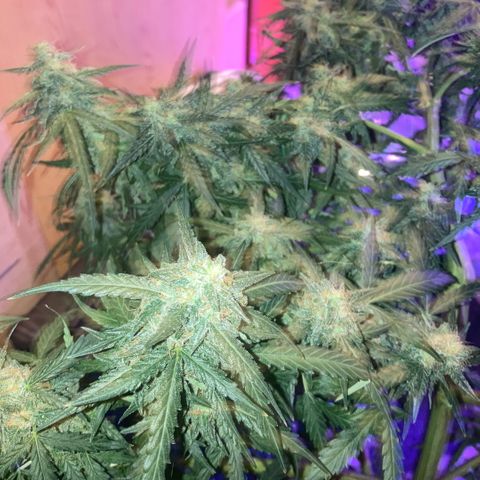 Chocolate skunk auto  growlog photo:  Starting to flush for the Next 10 days, MAx And then his harvest time
