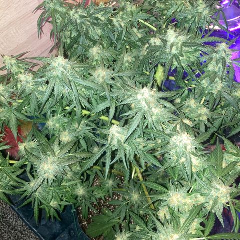 Chocolate skunk auto  growlog photo:  Starting to flush for the Next 10 days, MAx And then his harvest time