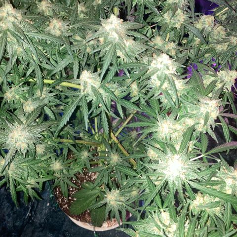 Chocolate skunk auto  growlog photo:  Starting to flush for the Next 10 days, MAx And then his harvest time