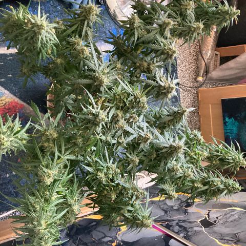 Chocolate skunk auto  growlog photo: Harvesting the tops and all big buds 