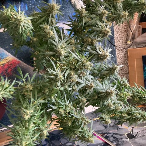 Chocolate skunk auto  growlog photo: Harvesting the tops and all big buds 